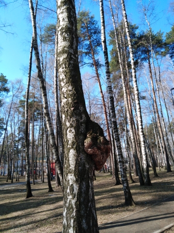 Кап на березе Кап на березе