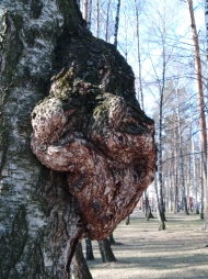 Кап на березе Кап на березе