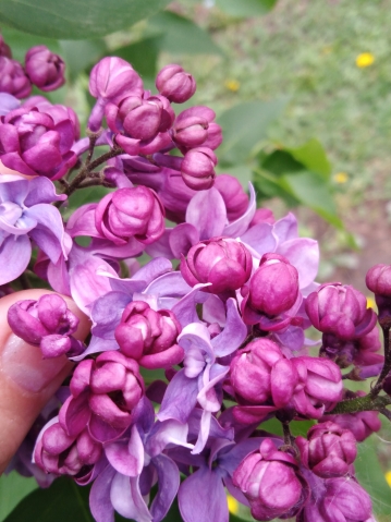 Сирень Сирень
