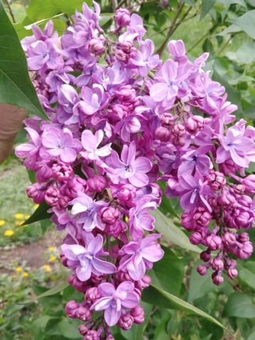 Сирень Сирень