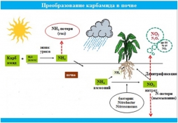 Мочевина! Что это такое и куда ее вносят? Мочевина! Что это такое и куда ее вносят?
