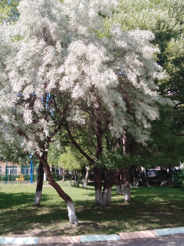 Дерево Лох. Дерево Лох.