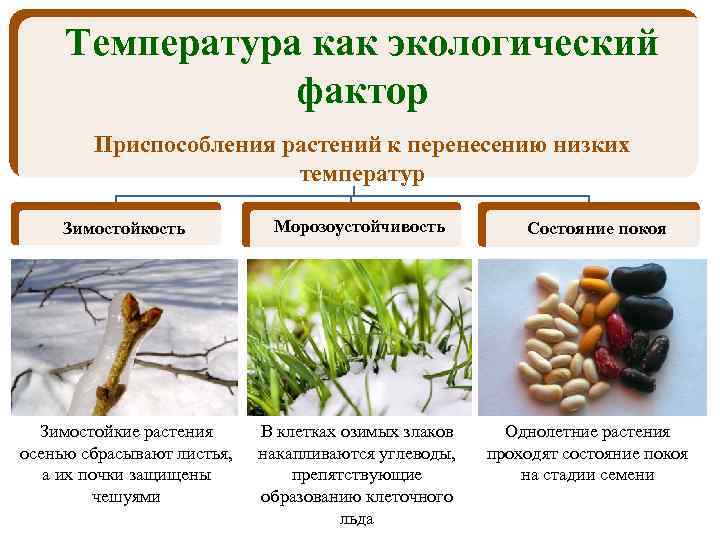 Морозоустойчивость растений. Морозоустойчивость растений.