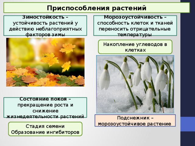 Морозоустойчивость растений. Морозоустойчивость растений.