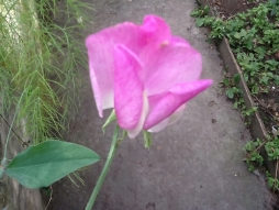 Nelli