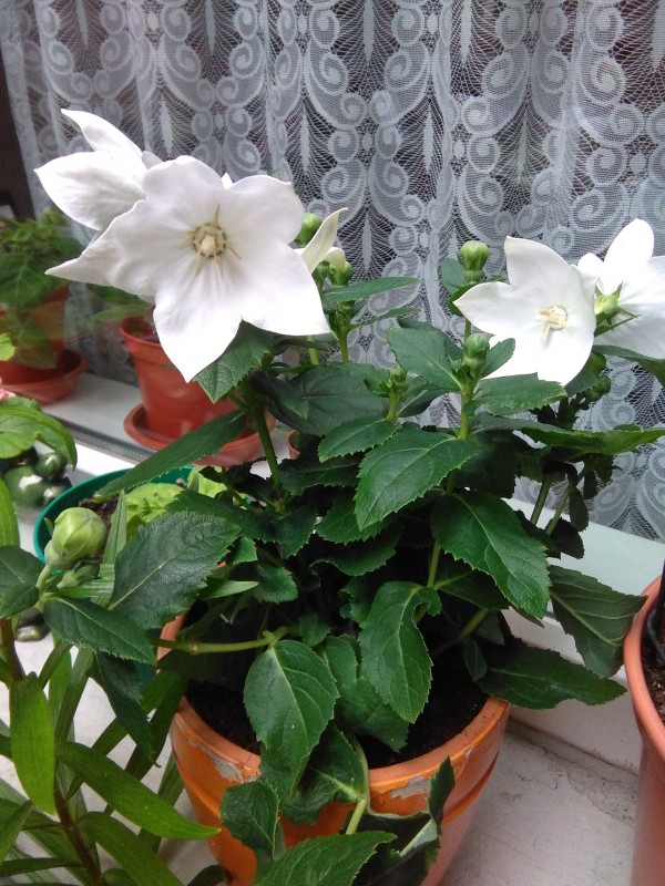 Цветов много не бывает... Цветов много не бывает...