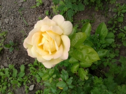 МироЛюбивая (Елена)