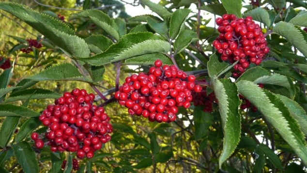 Съедобные растения дикой природы Съедобные растения дикой природы