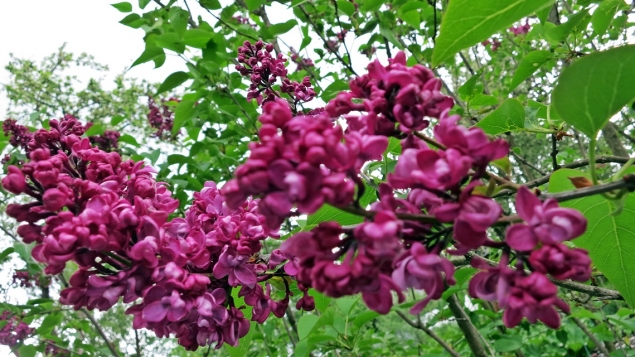 Середина мая. Цветочки радуют. Середина мая. Цветочки радуют.