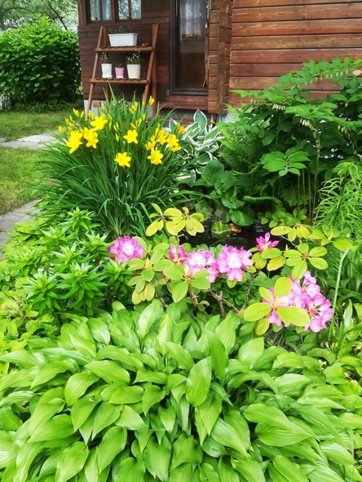 И рододендрон цветет,и другие цветочки... И рододендрон цветет,и другие цветочки...