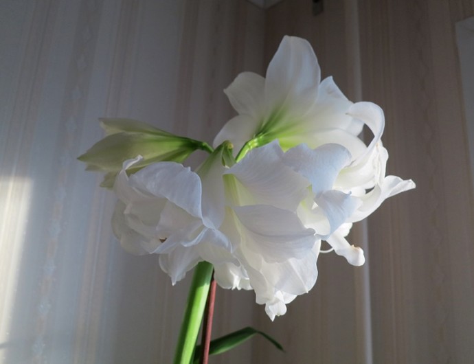 Амарилис Амарилис