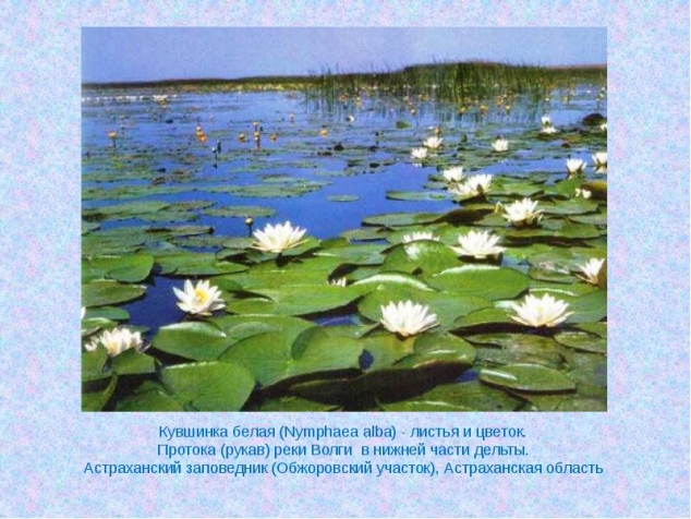 Астраханский биосферный заповедник или путешествие в затерянный мир Астраханский биосферный заповедник или путешествие в затерянный мир