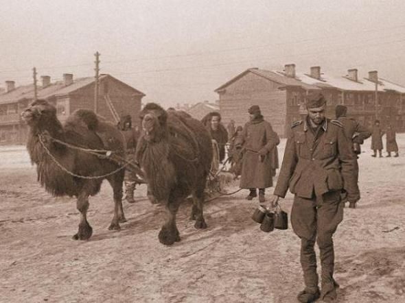 Астраханские верблюды в ВОВ Астраханские верблюды в ВОВ
