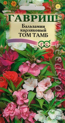 Бальзамин карликовый Том Тамб. Помогите с советом. Бальзамин карликовый Том Тамб. Помогите с советом.