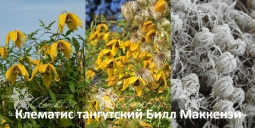 Клематис тангутский Билл Маккензи Клематис тангутский Билл Маккензи