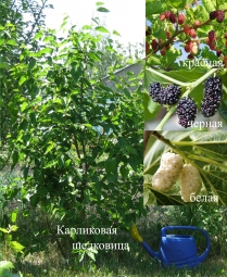 Карликовая шелковица Карликовая шелковица