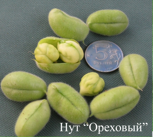 Нут "Ореховый" Нут "Ореховый"