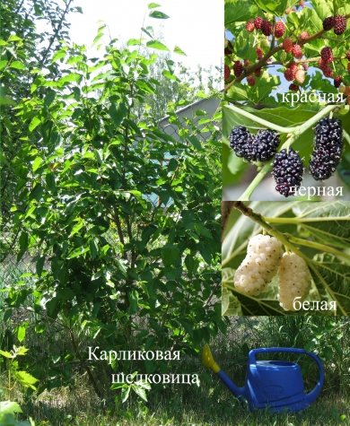 Карликовая шелковица Карликовая шелковица