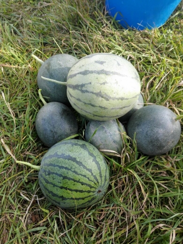 сбор урожая в вечной мерзлоте