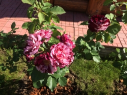 Мои первые розы Мои первые розы