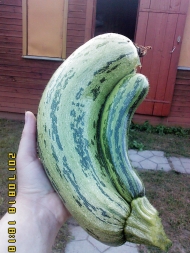 Мой кабачок Мой кабачок