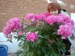 Мои цветы в палисадничке Мои цветы в палисадничке