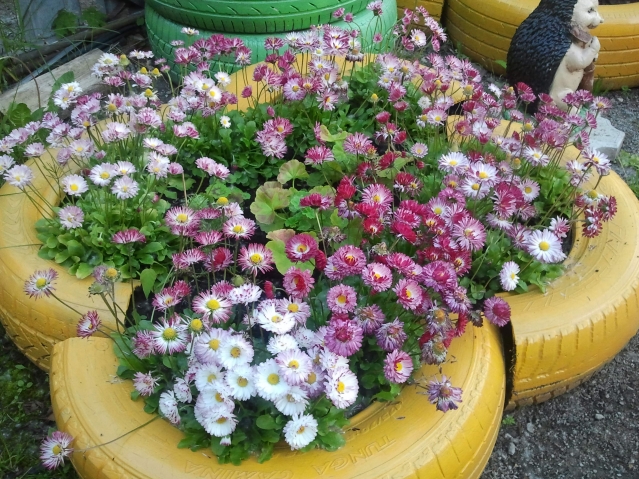 Мои цветы в палисадничке Мои цветы в палисадничке