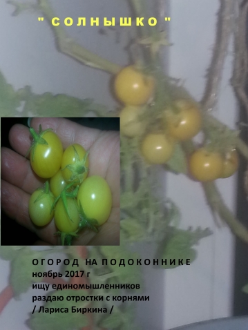 Огород на подоконнике / удачный эксперимент Огород на подоконнике / удачный эксперимент