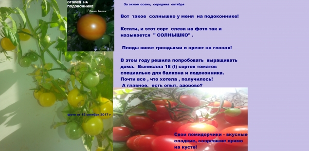 Огород на подоконнике / удачный эксперимент Огород на подоконнике / удачный эксперимент