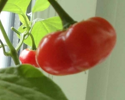 Семена острых и сладких перцев, комнатных и для открытого грунта Семена острых и сладких перцев, комнатных и для открытого грунта