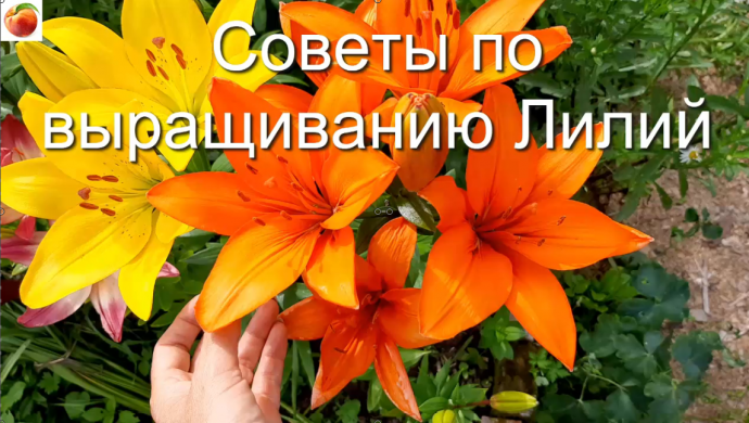 советы, наблюдения, все по выращиванию лилий! Сезон этих красивейших цветов на подходе!