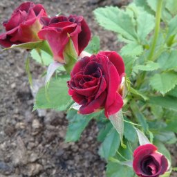 Ульяна
