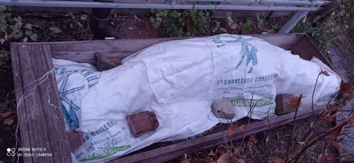 Виноград на Алтае. Опыт чайника. Виноград на Алтае. Опыт чайника.