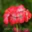 irina.alekseeva19@gmail.com