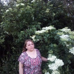 Цветущая Сакура Цветущая Сакура