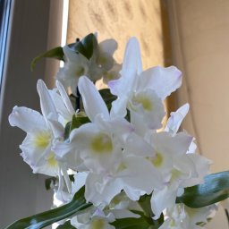 МилаНН
