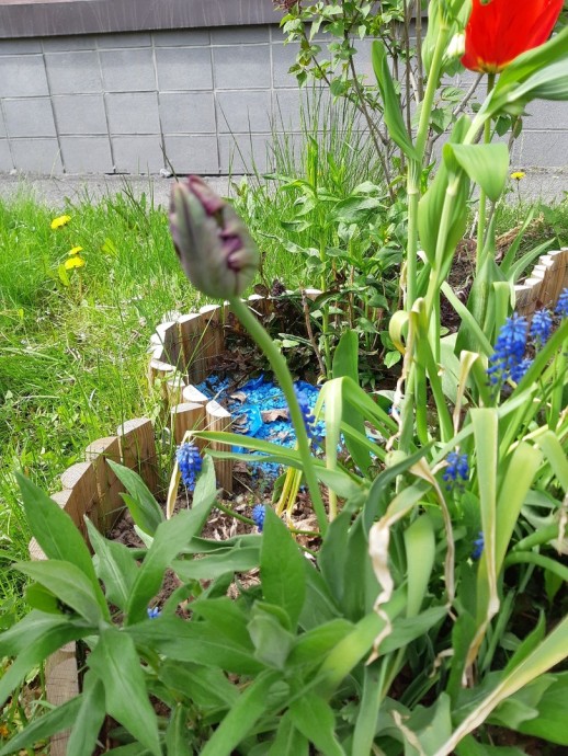 Прихвастну тюльпанчиками)