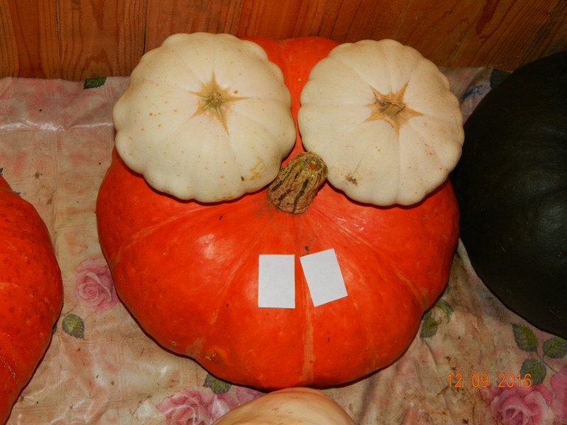 На нашей даче всем хорошо!