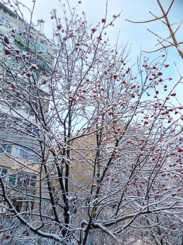 А у нас в Нижнем Новгороде наконец-то выпал снег! А у нас в Нижнем Новгороде наконец-то выпал снег!