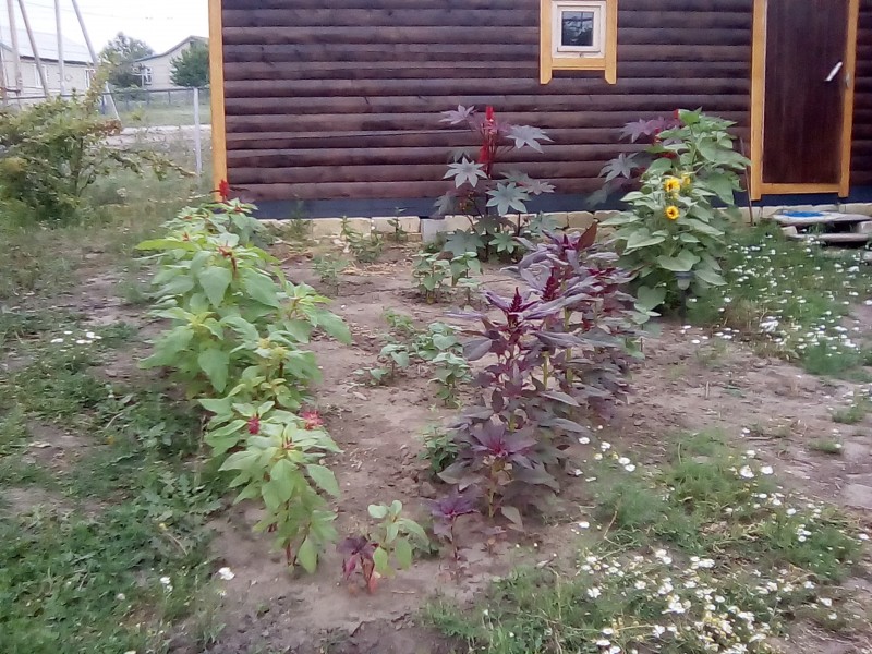 мои клумбочки мои клумбочки