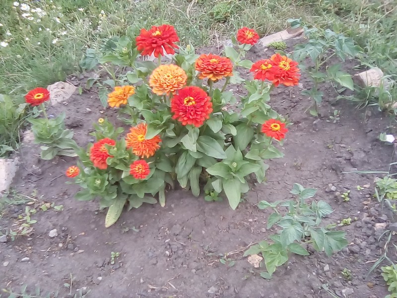 мои клумбочки мои клумбочки