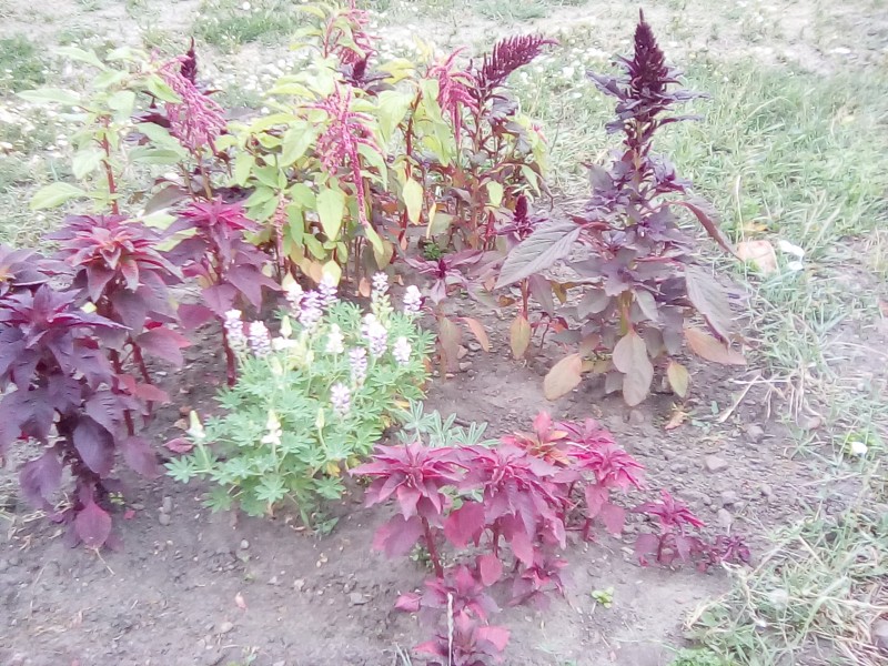 мои клумбочки мои клумбочки