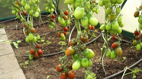 Мои теплицы Мои теплицы