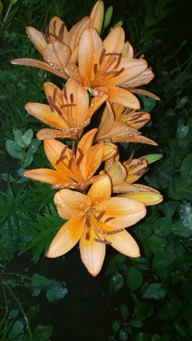 мой лилейник мой лилейник