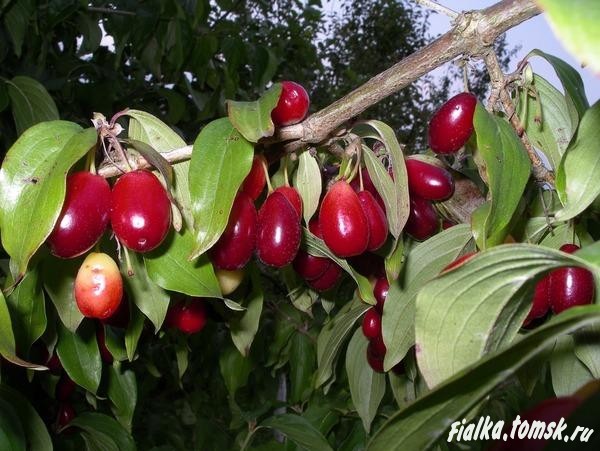 Кизил - единственная плодовая культура, которая не имеет вредителей и болезней Кизил - единственная плодовая культура, которая не имеет вредителей и болезней
