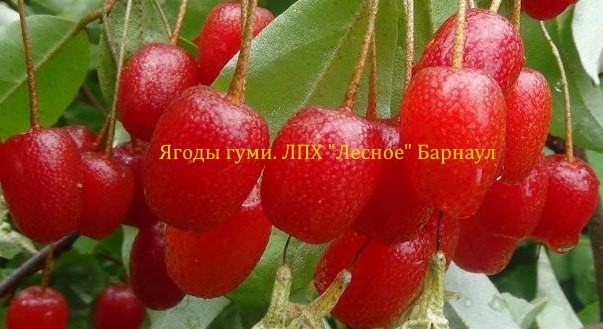 Гуми - альтернатива кизилу Гуми - альтернатива кизилу