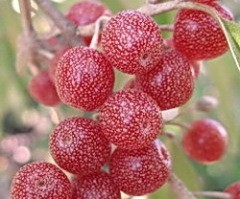 Шефердия - альтернатива облепихе Шефердия - альтернатива облепихе