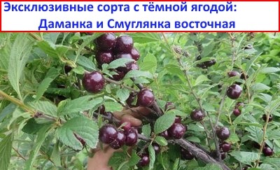 Гибриды бессеи и войлочной вишни, или почему аграрная наука оторвана от народа? Гибриды бессеи и войлочной вишни, или почему аграрная наука оторвана от народа?