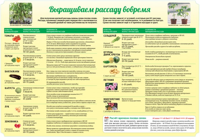 Выращиваем рассаду вовремя Выращиваем рассаду вовремя