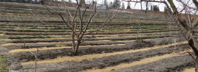 Монашки переплюнули дачниц благодаря природному земледелию! Монашки переплюнули дачниц благодаря природному земледелию!